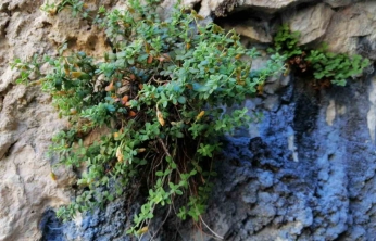 Bilim İnsanları Karşılaştırdı: Malatya Kantaronu Kimyasal İçerikte Fark Yarattı