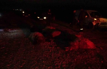 Hafif ticari araç sürüye daldı, 10'dan fazla koyun telef oldu