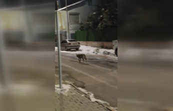 Hekimhan'da kurt korkuttu: Aç hayvan mahalleye kadar geldi