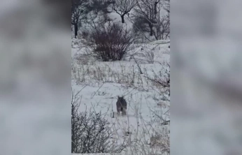 Hekimhan'da Vaşak Cep Telefonuyla Görüntülendi