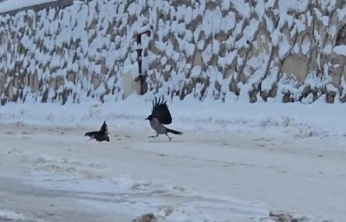 İlçe beyaza büründü, aç kalan kargalar sokaklara indi