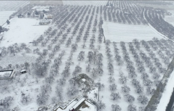 Kayısı bahçeleri beyaz örtüyle kaplandı