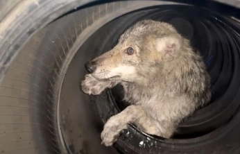 Lastikçiye giren kurt paniğe neden oldu