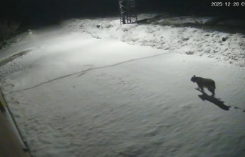 Malatya'da 'vaşak görüntülendi