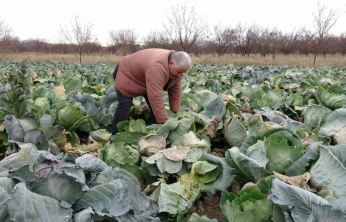 Çiftçiler alternatif ürünlerle zararlarını telefi ediyor
