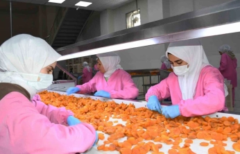 Kuru kayısıda 11 ayda 275 milyon dolar gelir elde edildi