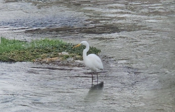 Tohma Çayı'nın Misafiri Balıkçıl Kuşu İlgi Odağı Oldu