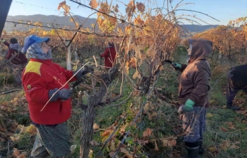 Üzüm bağlarında kadın istihdamı artıyor