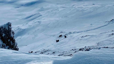 Çatak'ta dağ keçileri görüntülendi