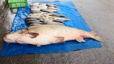 Elazığ'da 52 kilogram ağırlığında turna yakalandı