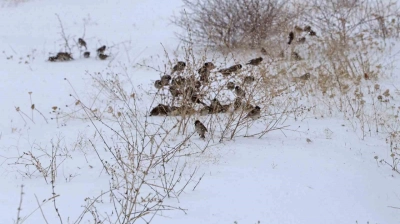 Kar esareti kuşları da etkiliyor
