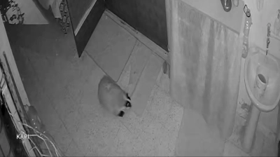 Kedilerinin mamasına dadanan porsuk için evine alarm sistemi kurdu