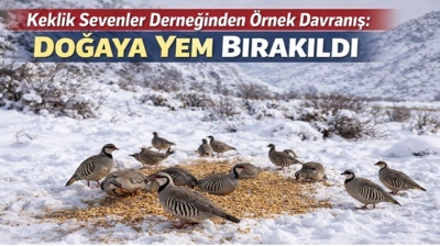 Keklik Sevenler Derneğinden Örnek Davranış: Doğaya Yem Bırakıldı