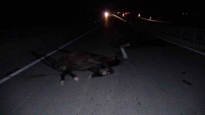 Malatya'da feci olay: Milyonluk taylar karayolunda telef oldu