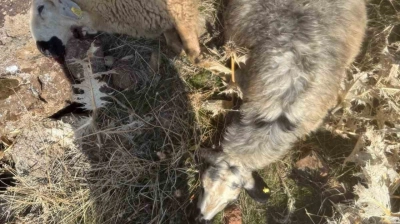 Sürüden ayrılan koyunları kurt kaptı: 28 koyun telef oldu