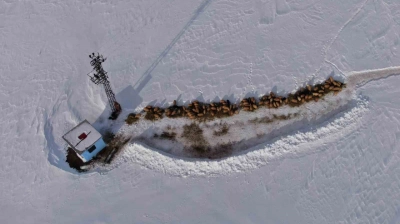 Van'da besicilerin karda zorlu mesaisi sürüyor