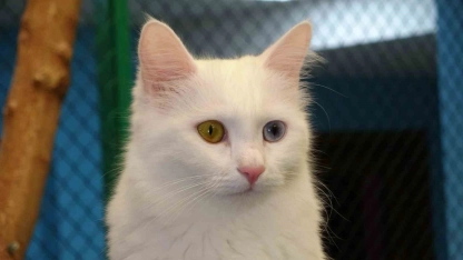 Prof. Dr. Kaya: 'Kediler hayatımızın ayrılmaz bir parçasıdır'