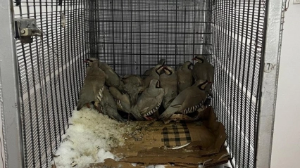 Van'da keklik avına 75 bin 303 TL idari para cezası