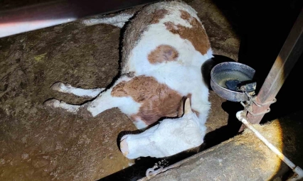 Elektrik kaçağı 8 büyükbaş hayvanı telef etti