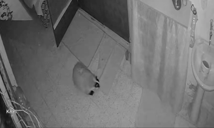 Kedilerinin mamasına dadanan porsuk için evine alarm sistemi kurdu