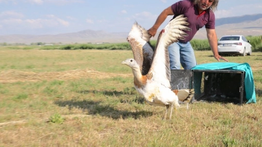 Tedavisi tamamlanan toy kuşu doğaya salındı
