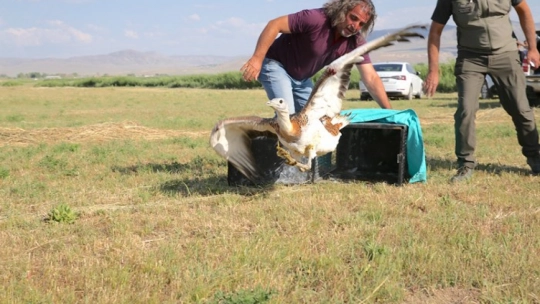 Tedavisi tamamlanan toy kuşu doğaya salındı