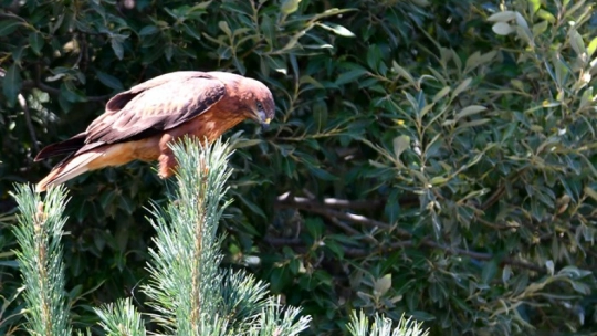 Sarıkamış'ta Yaban Kuşları Objektife Yansıdı