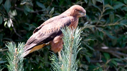 Sarıkamış'ta Yaban Kuşları Objektife Yansıdı