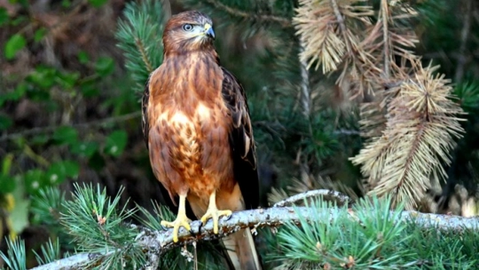 Sarıkamış'ta Yaban Kuşları Objektife Yansıdı