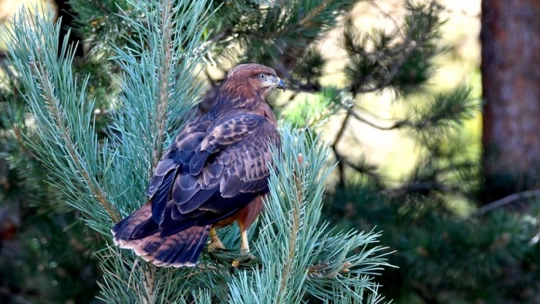 Sarıkamış'ta Yaban Kuşları Objektife Yansıdı