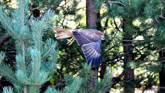 Sarıkamış'ta Yaban Kuşları Objektife Yansıdı