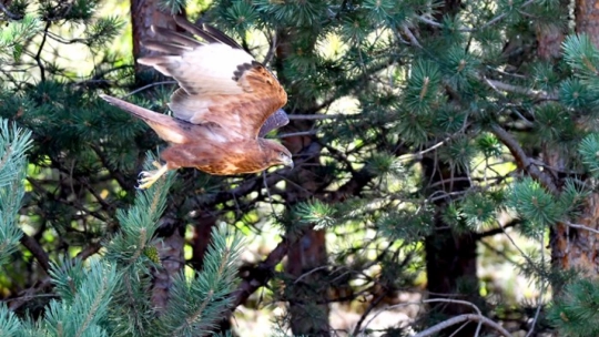 Sarıkamış'ta Yaban Kuşları Objektife Yansıdı