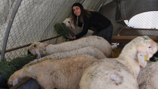 Depremde Ahırı Yıkıldı, Pes Etmedi: Kadın Besici Hayvan Sayısını 250'ye Çıkardı