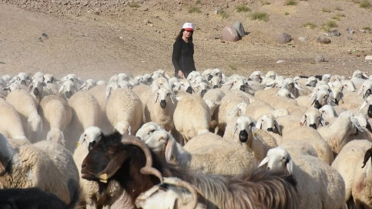Depremde Ahırı Yıkıldı, Pes Etmedi: Kadın Besici Hayvan Sayısını 250'ye Çıkardı