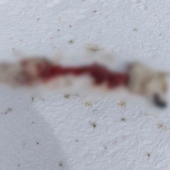 Başkale'de kurtlar köpeği parçaladı