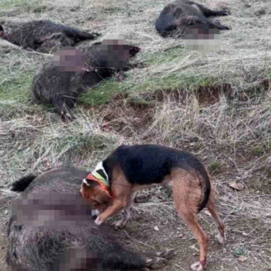 Elazığ'da avcılar sürü halinde domuz avladı