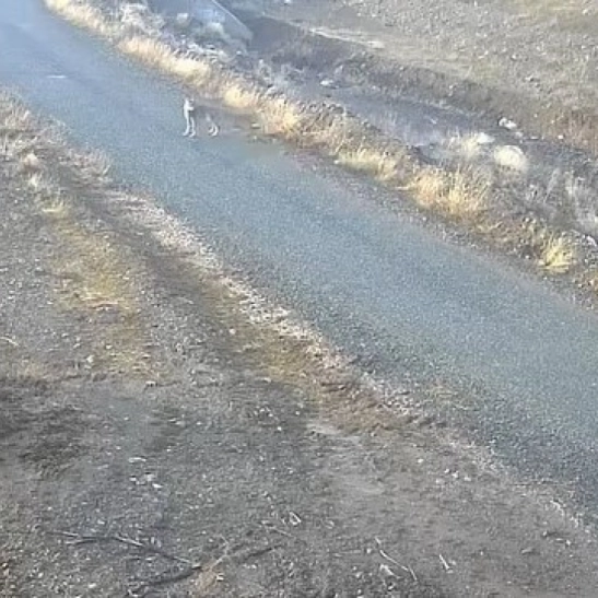 Elazığ'da mezraya inen kurt görüntülendi