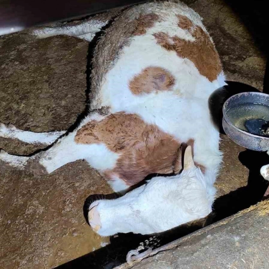 Elektrik kaçağı 8 büyükbaş hayvanı telef etti