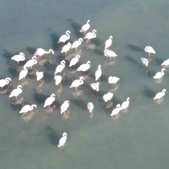 Flamingolar bu yıl da Van'dan göç etmedi