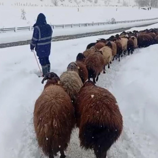 Karlıova'da besicilerin zorlu kış mesaisi