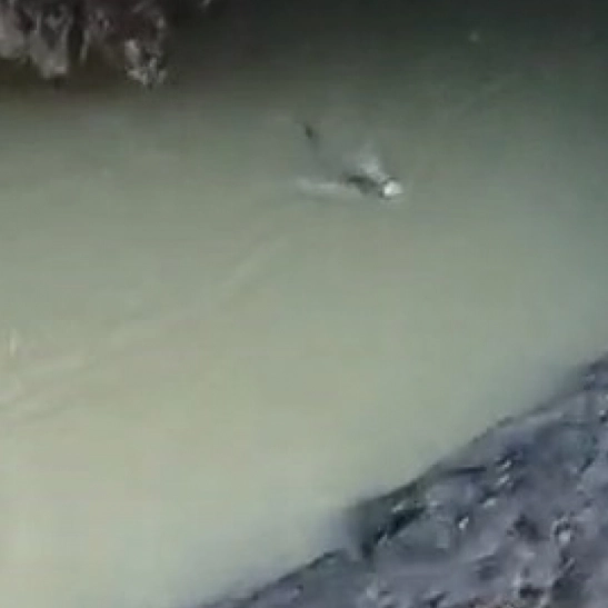 Su samuru balık avlarken görüntülendi