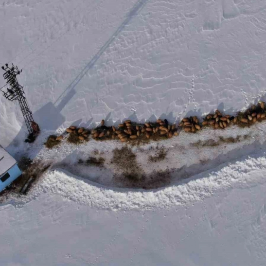 Van'da besicilerin karda zorlu mesaisi sürüyor