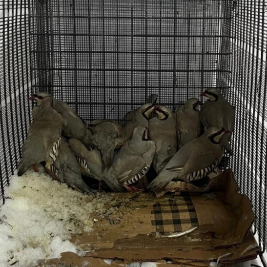 Van'da keklik avına 75 bin 303 TL idari para cezası