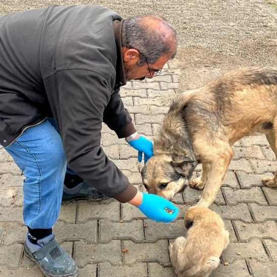 Yemek artıkları mamaya dönüşüyor