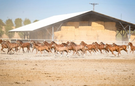 110 safkan Arap tayı dünyaya geldi