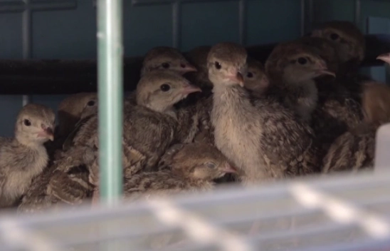 15 şehre keklik gönderilecek