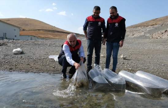 2,2 milyon sazan yavrusu bırakıldı