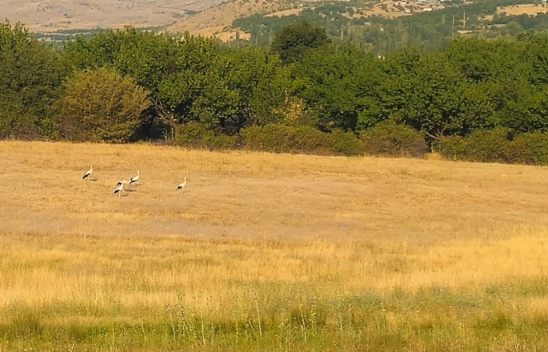 6 Yıl Sonra Döndüler: Doğanşehir'de Leylek Sevinci