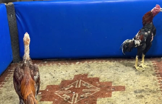 Adana'da horoz dövüştüren 5 kişiye 46 bin 235 lira ceza