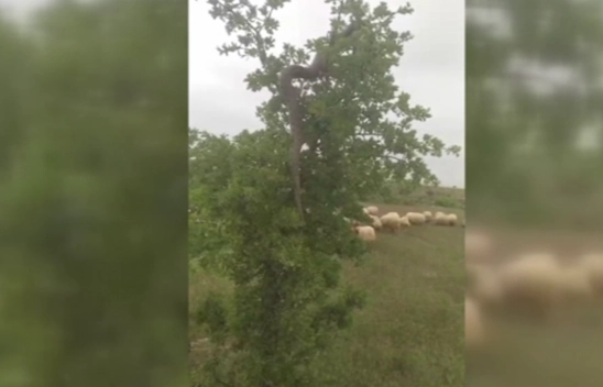 Ağaçta 2,5 metrelik yılan besici tarafından görüntülendi
